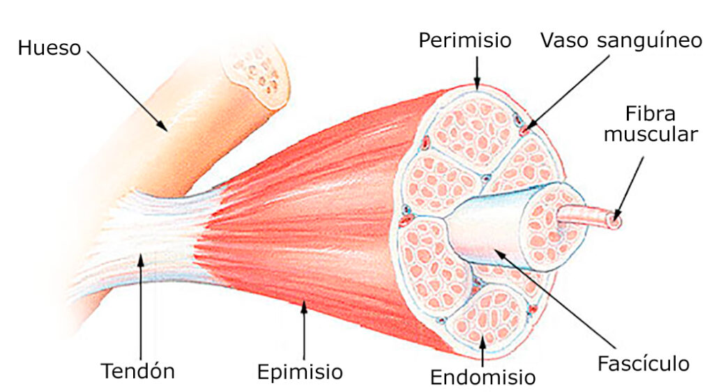 epimisio endomisio perimisio