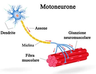 motoneurone