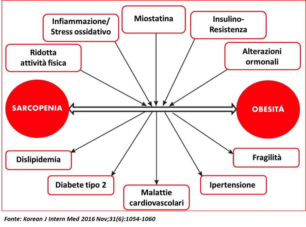 sarcopenia-obesita