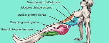 muscoli stabilizzatori