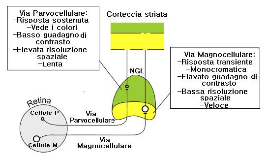 Via-magnocellulare-e-parvocellulare